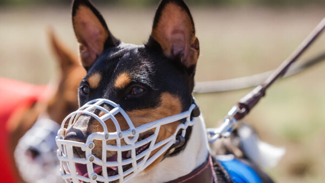 Dog muzzle target shops